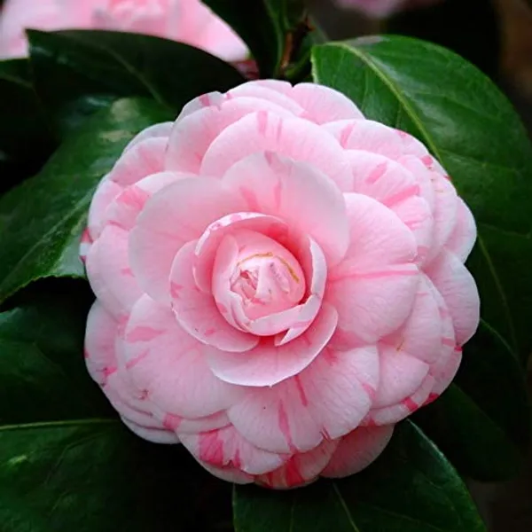 Camellia_1.5-3.5_Ft_Flower_Plant