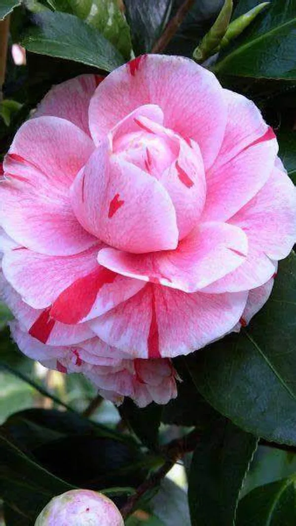 Camellia_1.5-3.5_Ft_Flower_Plant