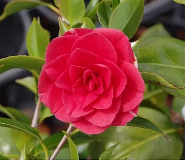 Camellia_Grafted_Flower_Plant_Hybrid