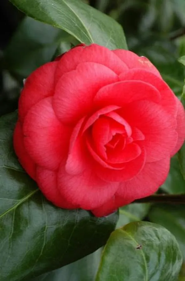 Camellia_Grafted_Flower_Plant_Hybrid