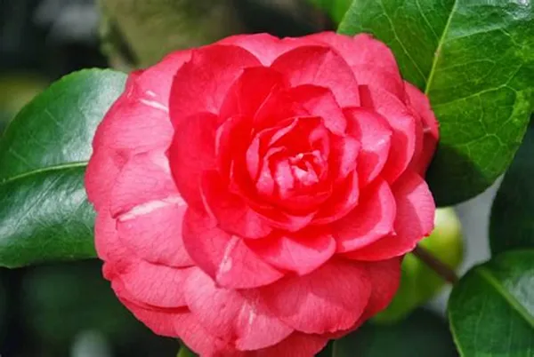 Camellia_Grafted_Flower_Plant_Hybrid