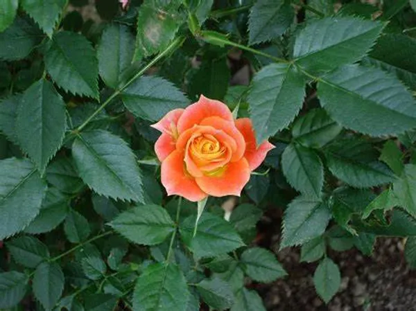 Grafted_Orange_Rose_1.5-3.5_Ft_Hybrid_Plant