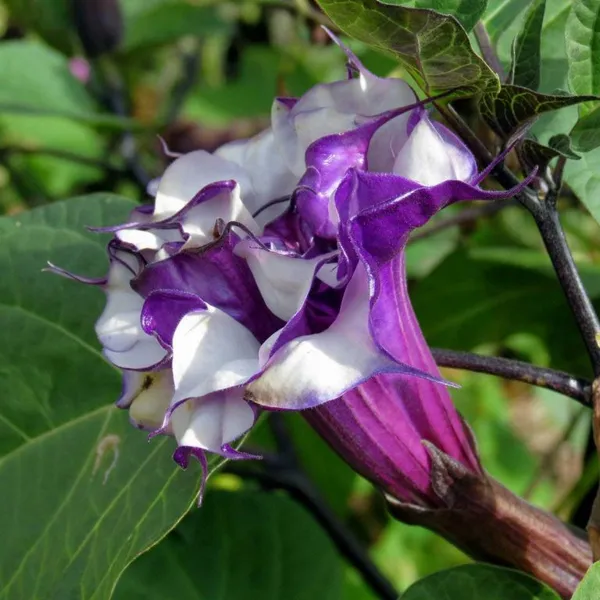 Black_Grafted_hutura_1.5-3.5_Ft_Hybrid_Flowering_Plant