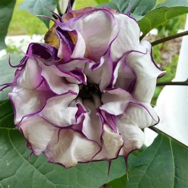 Black_Grafted_hutura_1.5-3.5_Ft_Hybrid_Flowering_Plant
