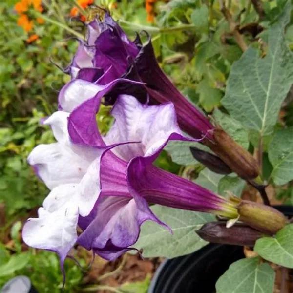 Black_Grafted_hutura_1.5-3.5_Ft_Hybrid_Flowering_Plant