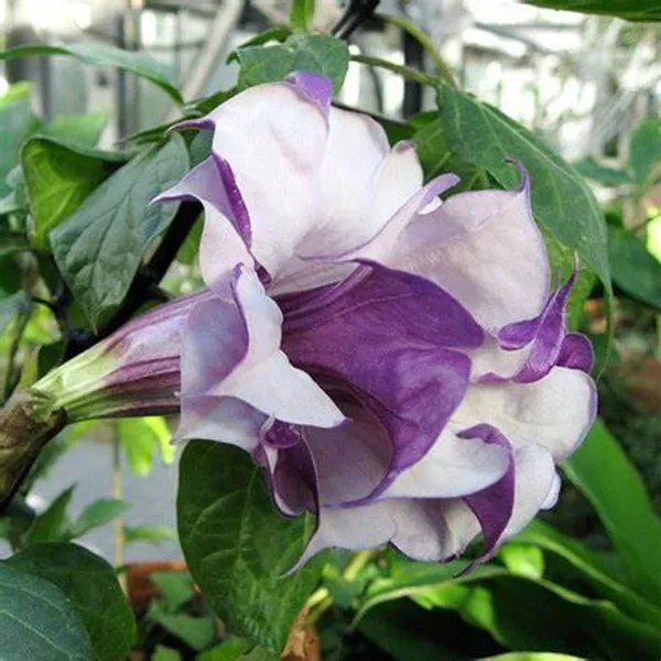 Black_Grafted_hutura_1.5-3.5_Ft_Hybrid_Flowering_Plant