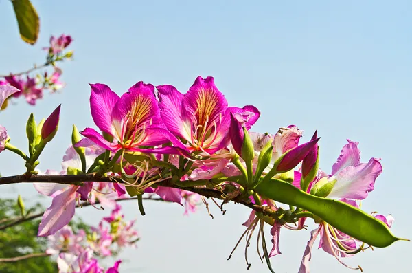 Bauhinia_Purpurea_Grafted_.5-3.5_Ft_Hybrid_Pink_Flower_Plant