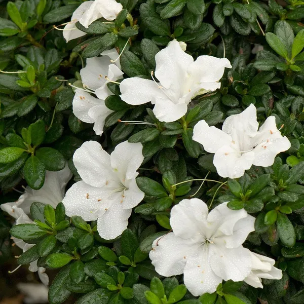 Azalea_White_Grafted_.5-3.5_Ft_Flower_Plant