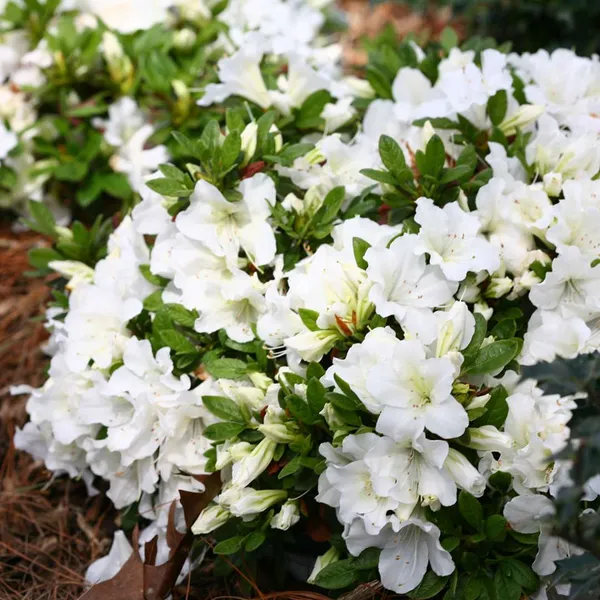 Azalea_White_Grafted_.5-3.5_Ft_Flower_Plant