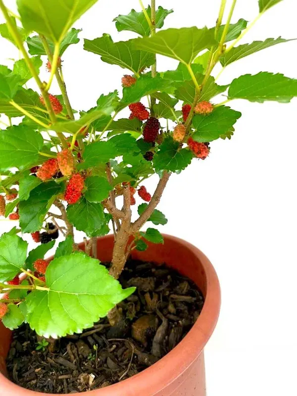 Gapes_Plant_Green_Hybrid