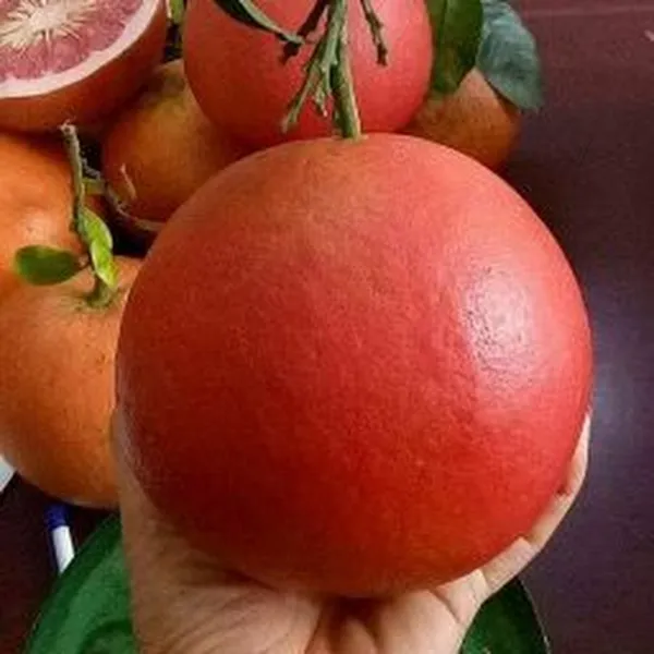 Thai_Red_Jambura_Pomelo_Gaint_Chakotra_Batabi_Lebu_Fruit_Grafted_ive_Plant_&_Tree__Hight_Of_The_Plant_2-2.5Ft
