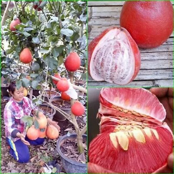 Thai_Red_Jambura_Pomelo_Gaint_Chakotra_Batabi_Lebu_Fruit_Grafted_ive_Plant_&_Tree__Hight_Of_The_Plant_2-2.5Ft