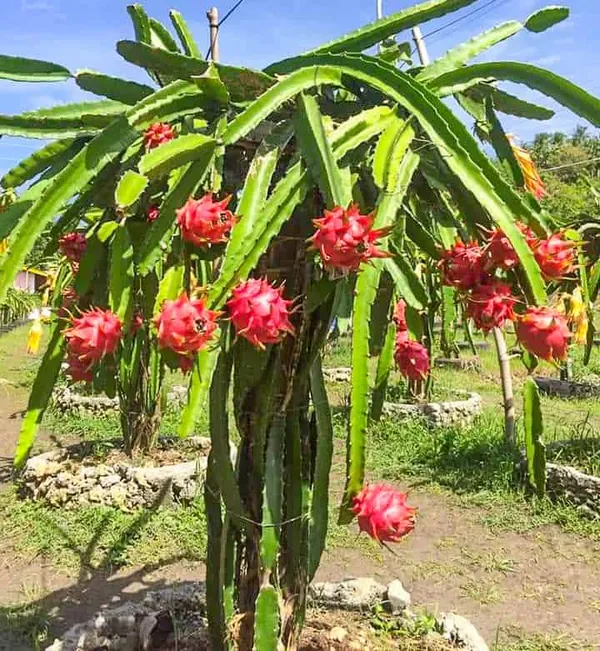 All_Time_Dragon_Fruit_Plant