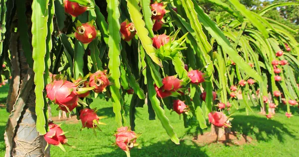 All_Time_Dragon_Fruit_Plant