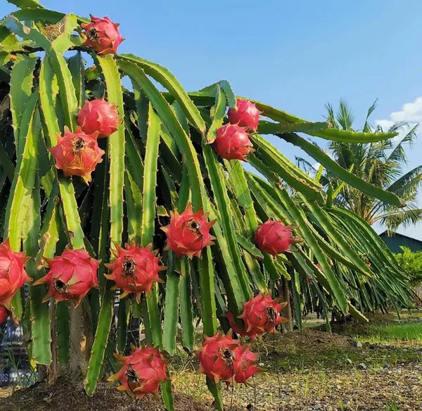 All_Time_Dragon_Fruit_Plant