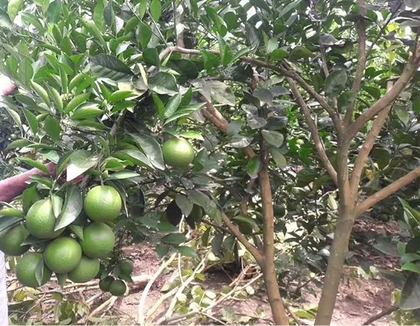 Indian_Siki_Malta_Plant_All_Time_Variety_Grafted_Fruit_Plants_&_Tree_Healthy_Plant_In_Nursery_Grow_Bag