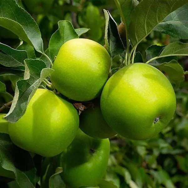 Granny_Smith_Grafted_pple_Fruit_1.5-3.5_Ft_Hybrid_Plant