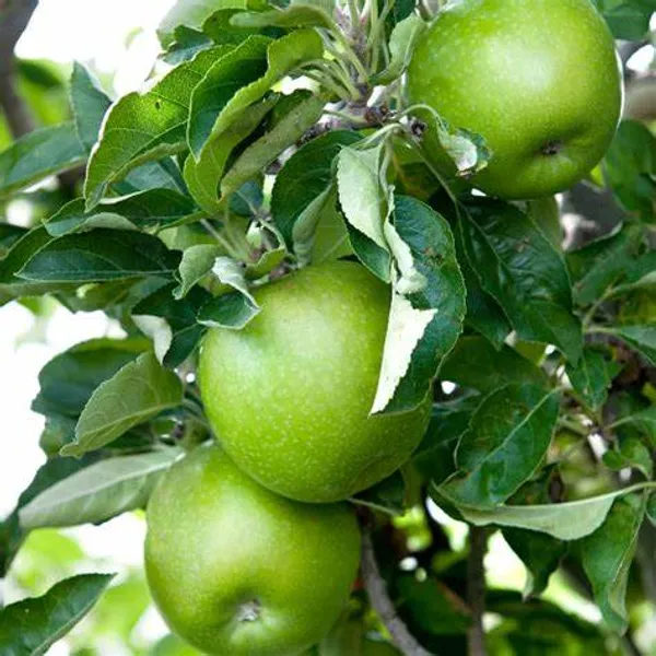 Granny_Smith_Grafted_pple_Fruit_1.5-3.5_Ft_Hybrid_Plant