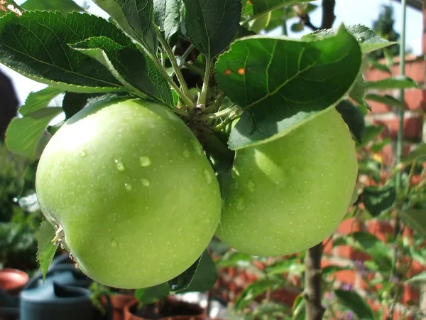 Granny_Smith_Grafted_pple_Fruit_1.5-3.5_Ft_Hybrid_Plant