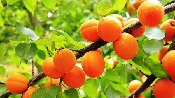 Apricot_Plant_Grafted_Hybrid_Plant_Tropical_Apricot_Plant__In_Poly_Bag_Verified_Quality