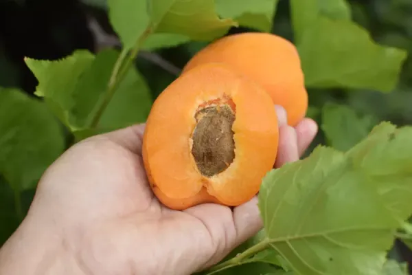 Apricot_Plant_Grafted_Hybrid_Plant_Tropical_Apricot_Plant__In_Poly_Bag_Verified_Quality