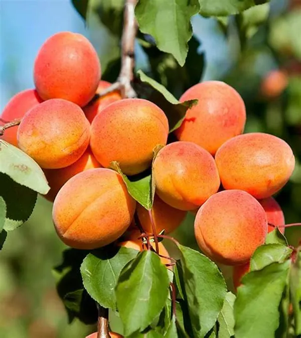 Apricot_Plant_Grafted_Hybrid_Plant_Tropical_Apricot_Plant__In_Poly_Bag_Verified_Quality