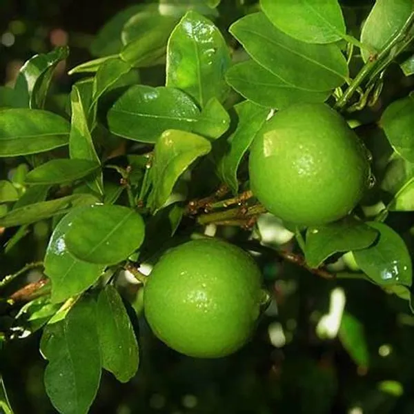 Alltime_Grafted_eedless_Lemon|Labu|Lime_Hybrid_Plant