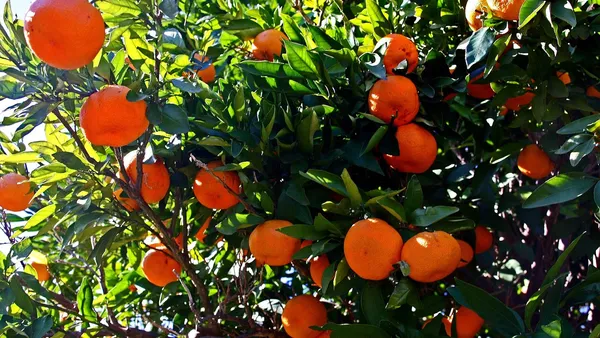 Wary_Satsuma_Grafted_weet_Hybrid_Orange_Plant_1.5-3.5_Ft