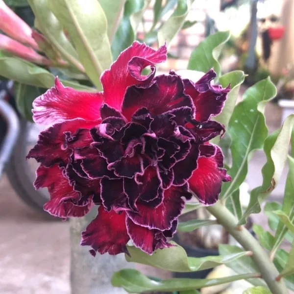 Adenium_Desert_Rose_Plant_Grafted