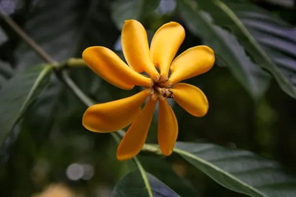 Goldren_Yellow_Ghandaraj_Flower_Highly_Fragrant_Plant_&_Tree_2_Years_Old_Plant_Ready_To_Bloom