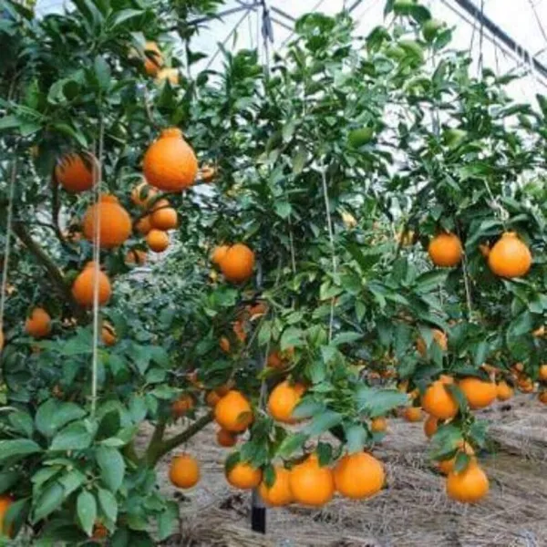 Dekopon_Hybrid_Sweet_Orange_Fruit_Plant_Grafted_.5-3.5_Ft