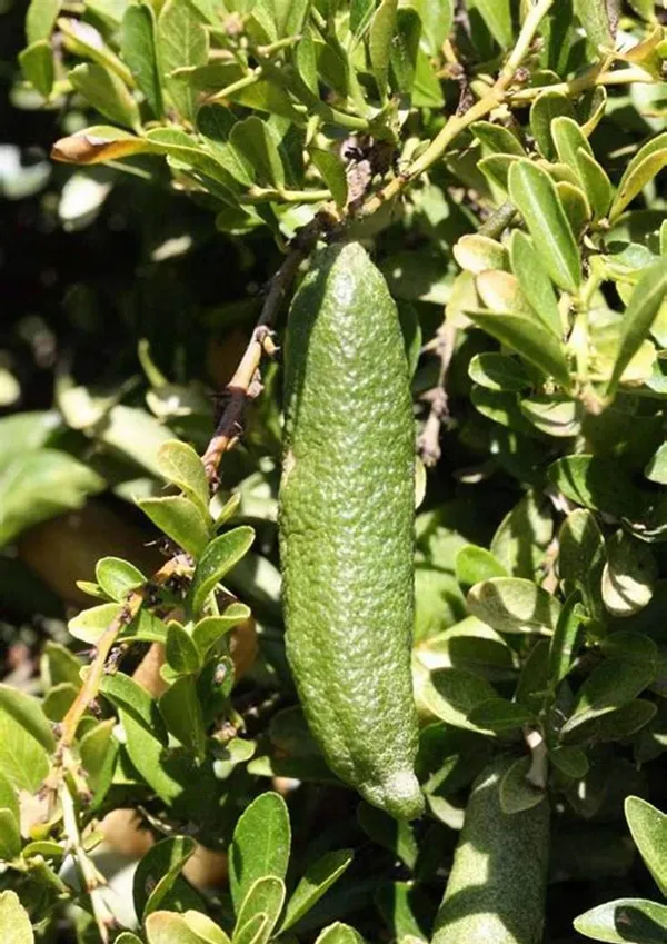 Finger_Lime|Lemon_Grafted_Hybrid_Fruit_Plant