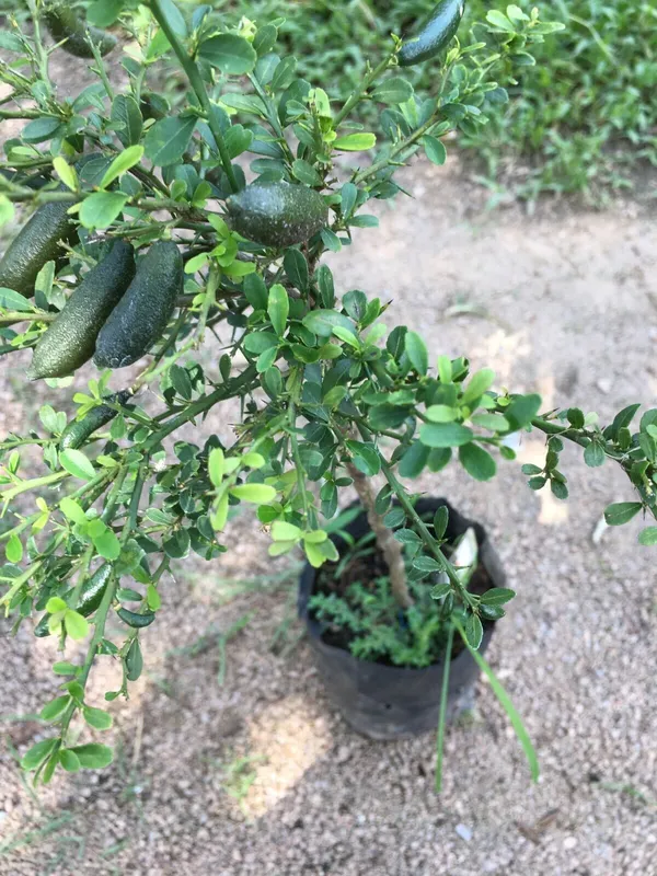 Finger_Lime|Lemon_Grafted_Hybrid_Fruit_Plant