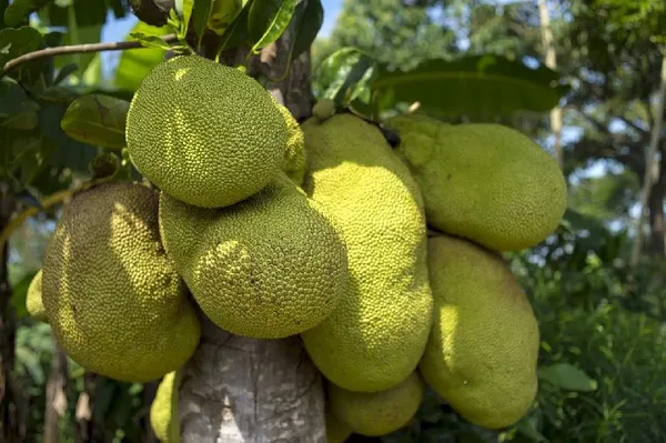 Indian_12_Month_Jackfruit_Plant_Hybrid