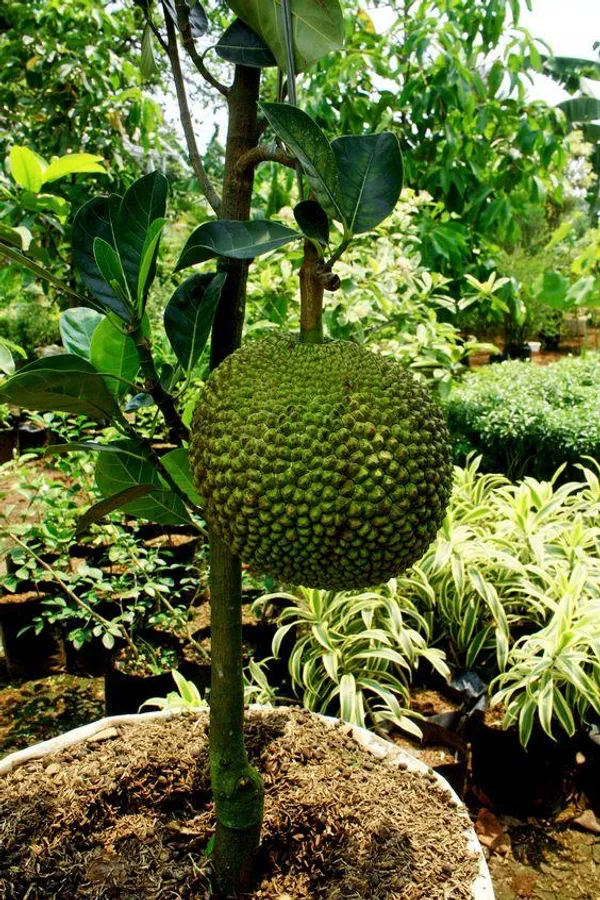 Indian_12_Month_Jackfruit_Plant_Hybrid