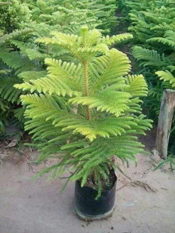 Christmas_Tree_Plant
