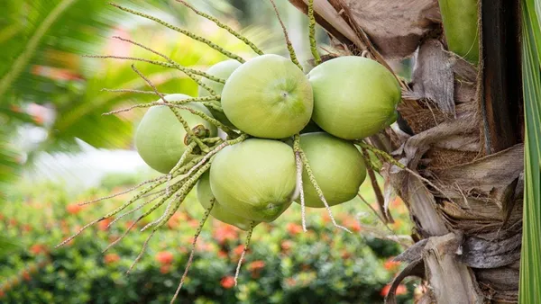 Gangabandhan_Coconut_Fruit_Plant__Guaranteed_Within_5_Years
