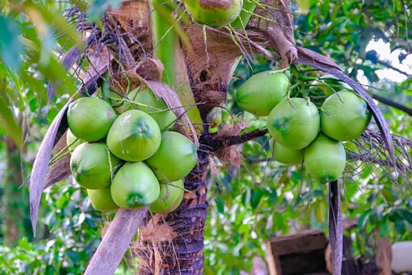 Gangabandhan_Coconut_Fruit_Plant__Guaranteed_Within_5_Years