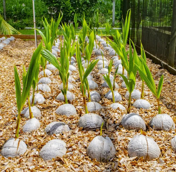 Gangabandhan_Coconut_Fruit_Plant__Guaranteed_Within_5_Years
