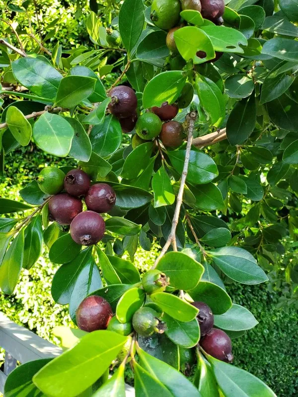 Grafted_trawberry_Guava_Hybrid_Plant