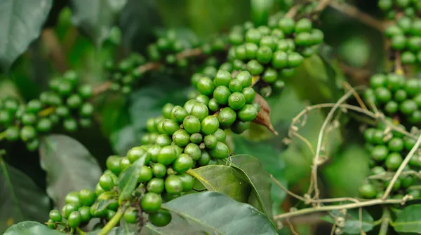 Black_Paper_Plant