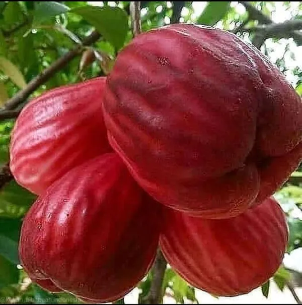 Malay_Apple_Plant_&_Tree