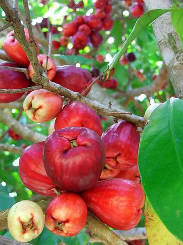 Malay_Apple_Plant_&_Tree