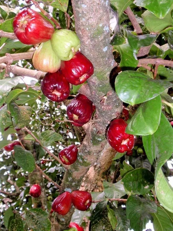Malay_Apple_Plant_&_Tree