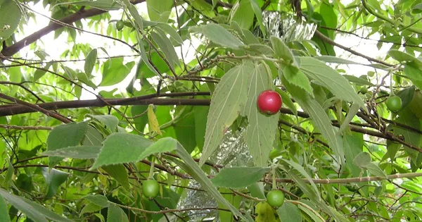 Jamaican_Grafted_herry_Sweet_Fruit_1.5-3.5_Ft_Hybrid_Plant