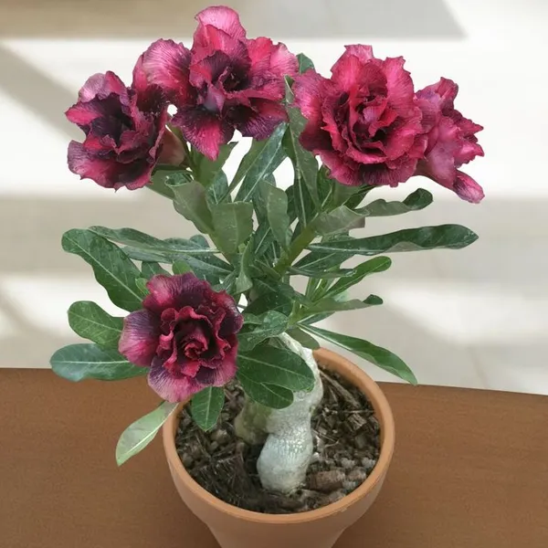 Rosey_Verity_Grafted_denium_Plant