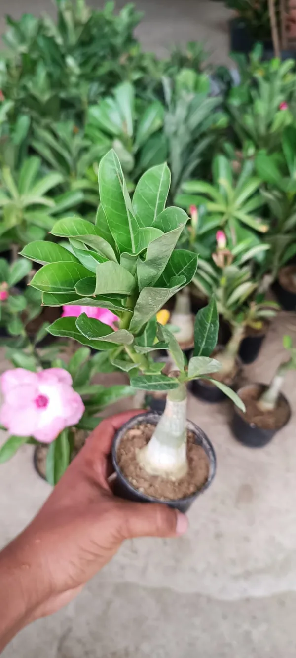 Rosey_Verity_Grafted_denium_Plant