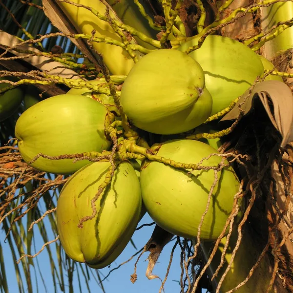 Keralian_Hybrid_Coconut_Grafted_lant