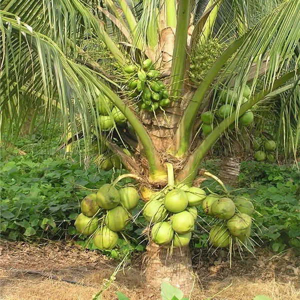 Keralian_Hybrid_Coconut_Grafted_lant