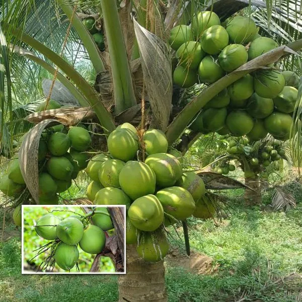 Keralian_Hybrid_Coconut_Grafted_lant